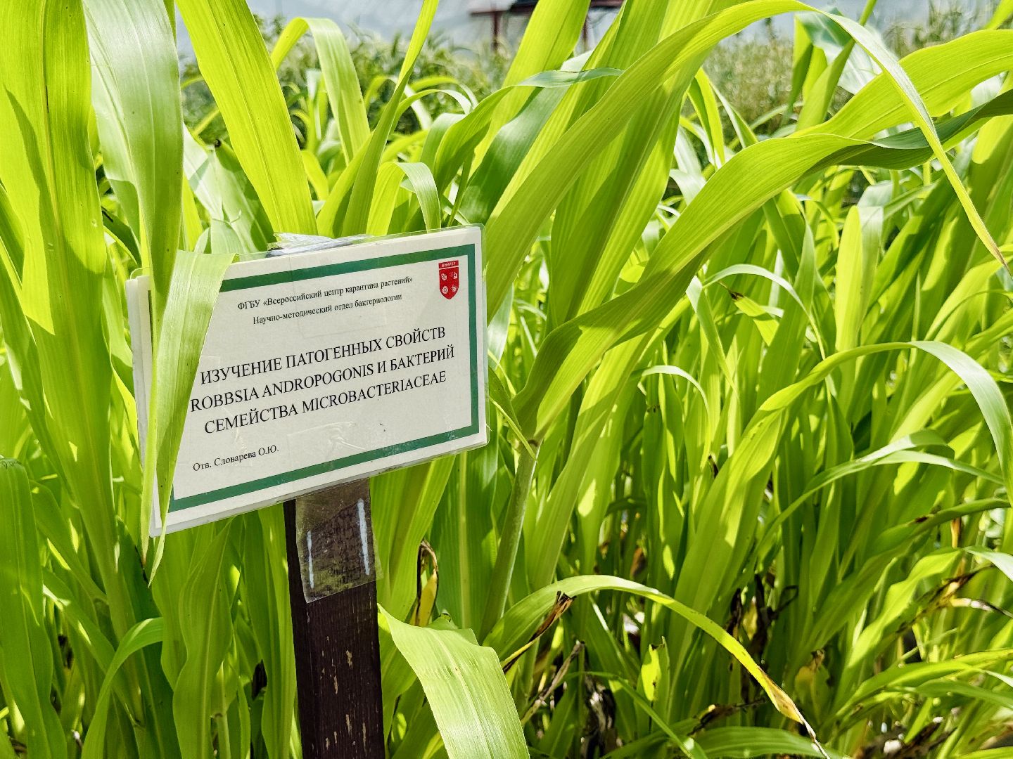 раменское, быково, сельское хозяйство, исследование, РУДН, международные связи,