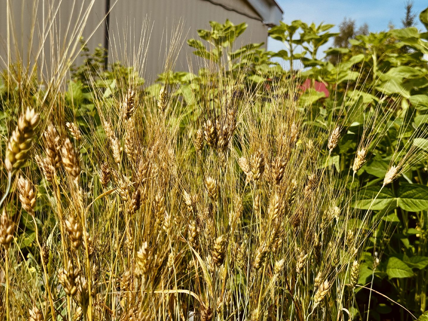 раменское, быково, сельское хозяйство, исследование, РУДН, международные связи,