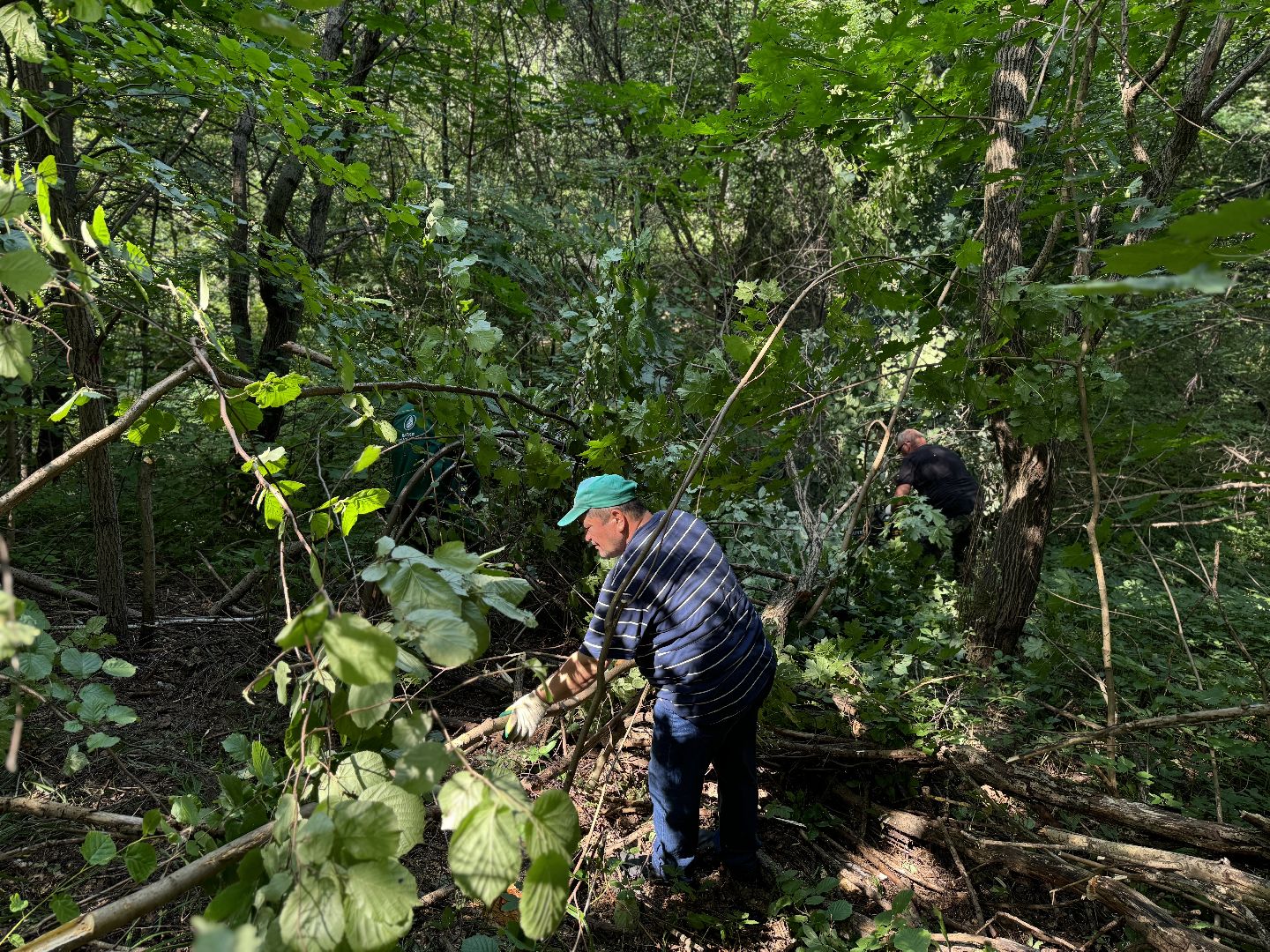 вырубка деревьев, ленинский городской округ, парки видного, санитарная обрезка деревьев,