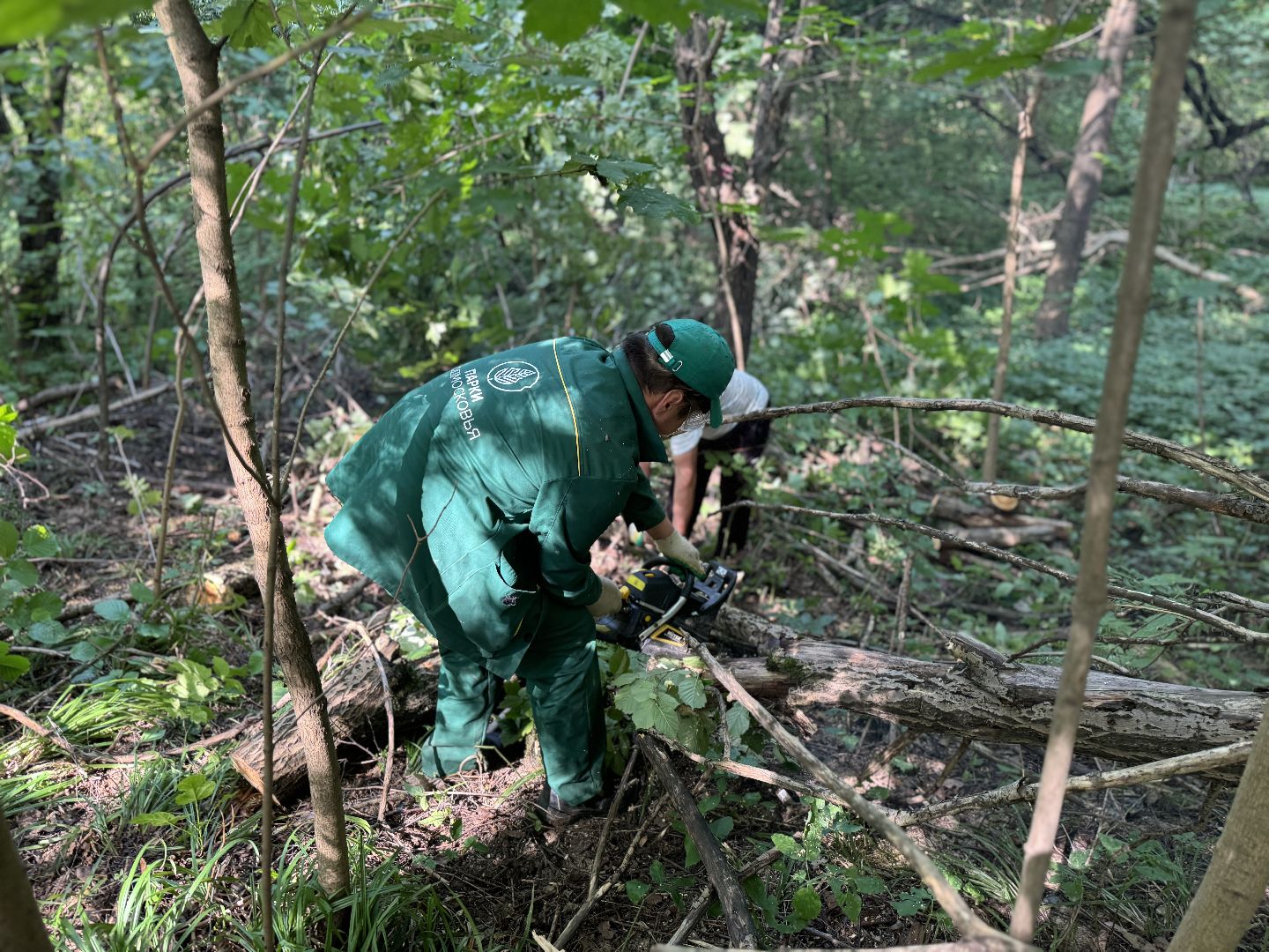 вырубка деревьев, ленинский городской округ, парки видного, санитарная обрезка деревьев,