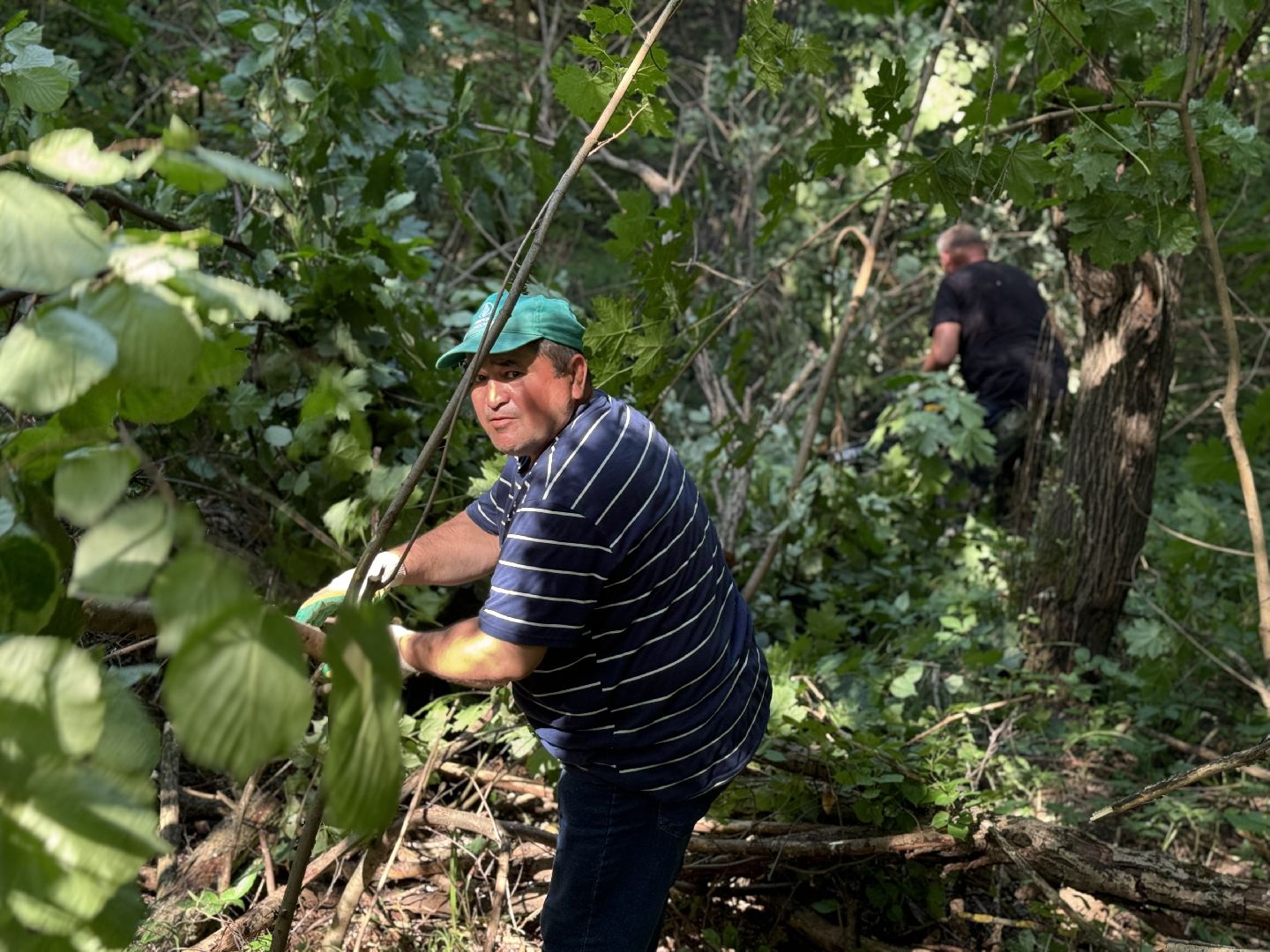 вырубка деревьев, ленинский городской округ, парки видного, санитарная обрезка деревьев,