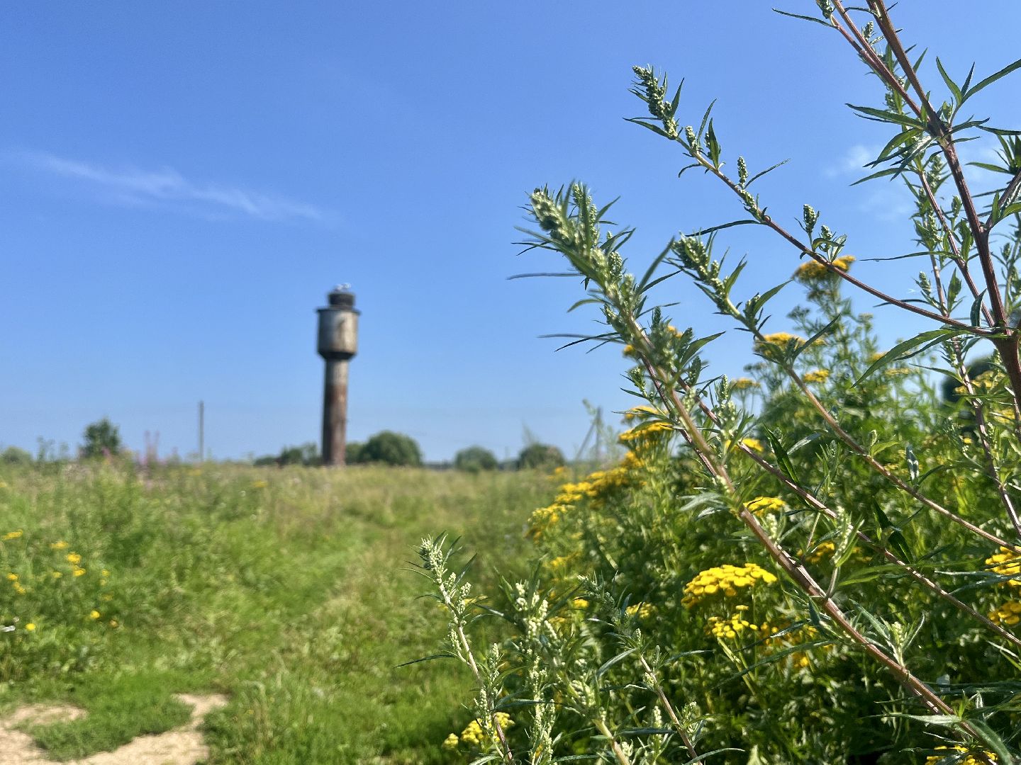 наро-фоминский городской округ, аисты, Красная книга, деревня слепушкино, преображенский храм в слепушкине,