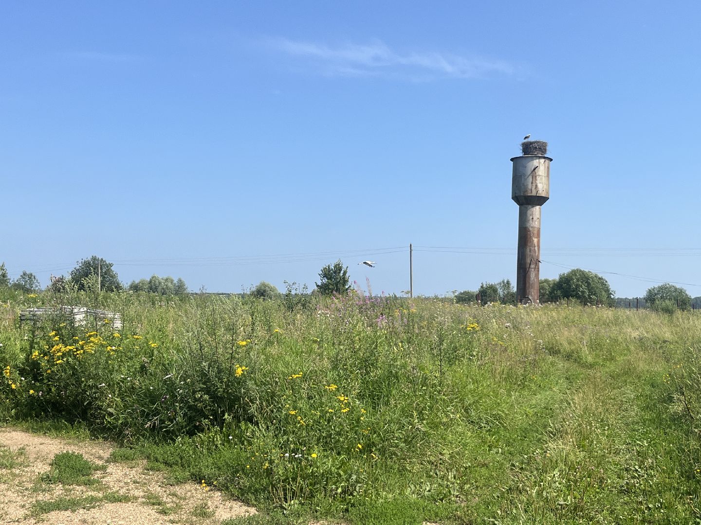 наро-фоминский городской округ, аисты, Красная книга, деревня слепушкино, преображенский храм в слепушкине,