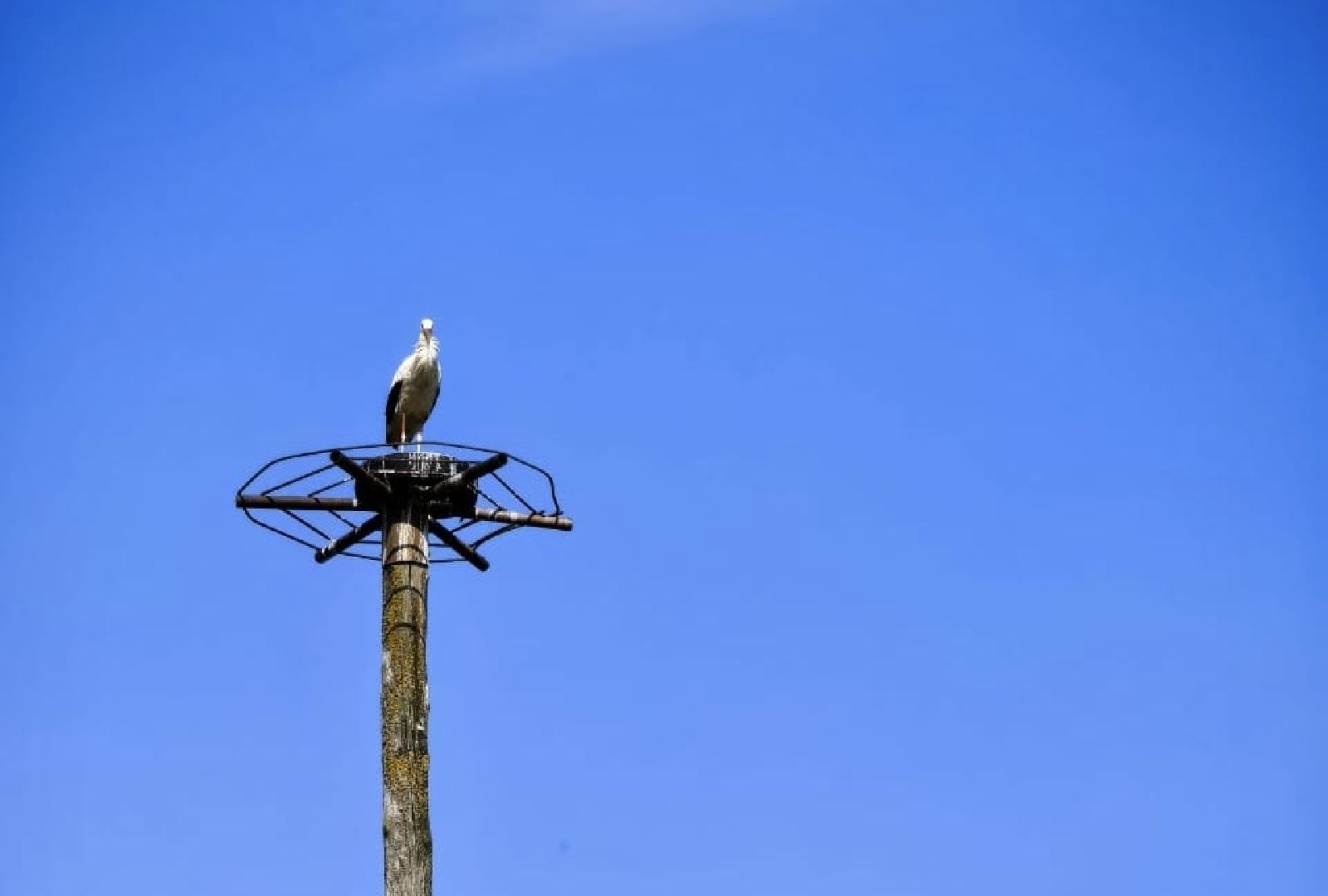наро-фоминский городской округ, аисты, Красная книга, деревня слепушкино, преображенский храм в слепушкине,