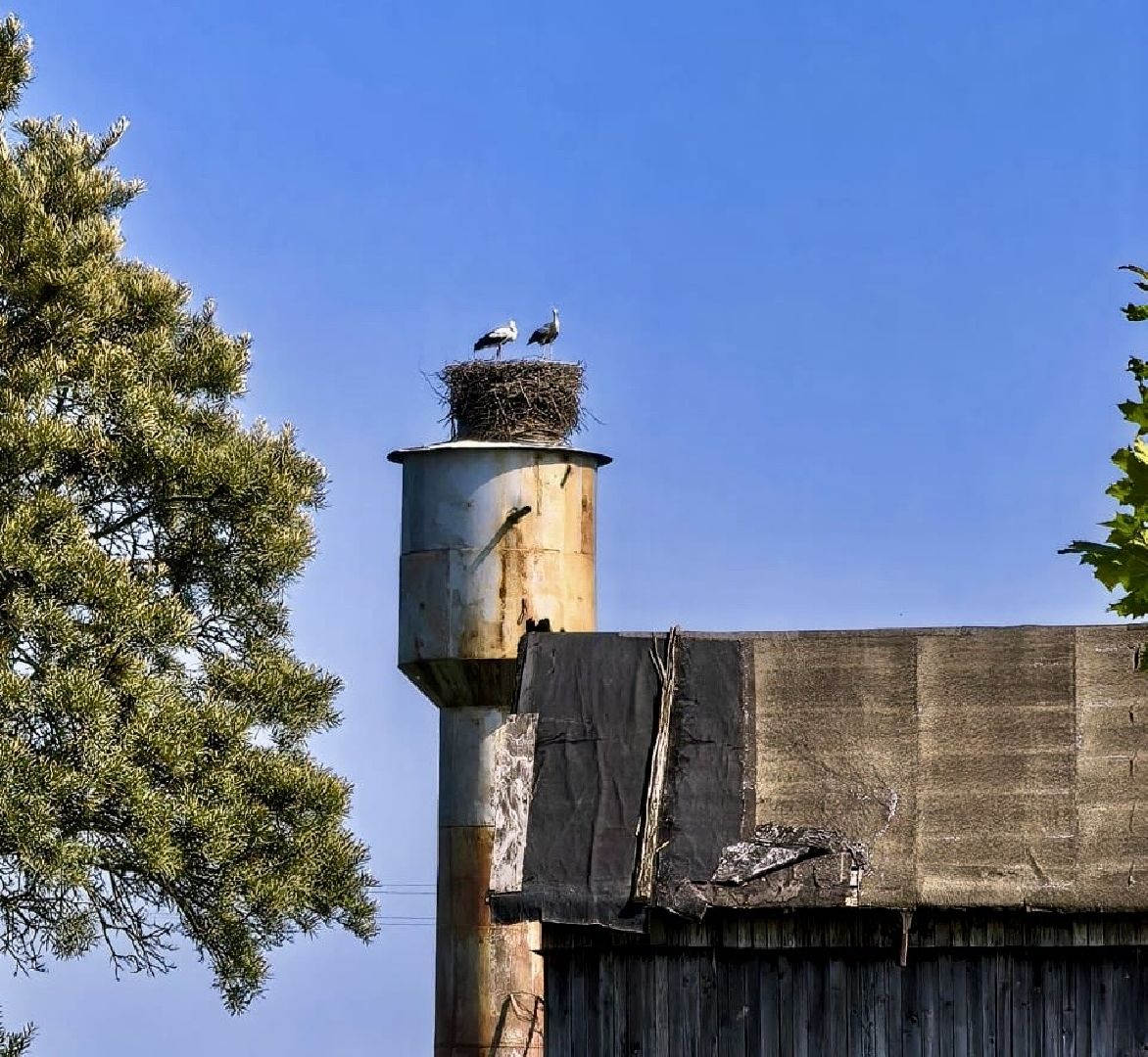 наро-фоминский городской округ, аисты, Красная книга, деревня слепушкино, преображенский храм в слепушкине,