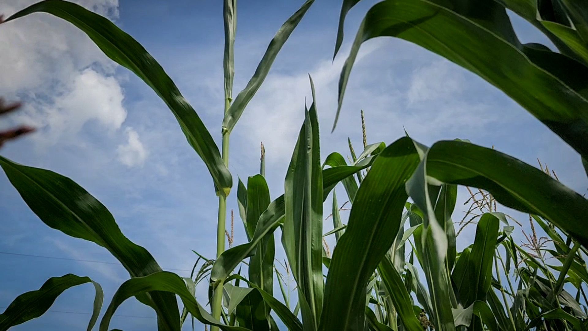 бронницы, сельскохозяйственное предприятие , расширение производства,