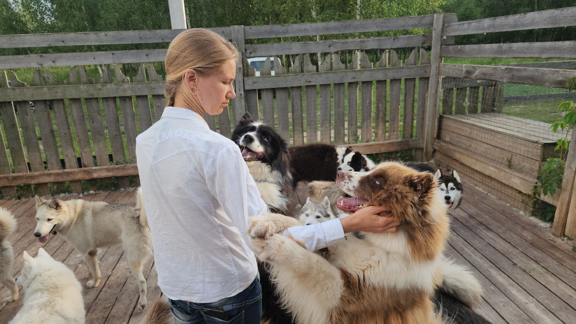 Зарайск,  Туризм, Собачья упряжка,Зооцентр Святополе,