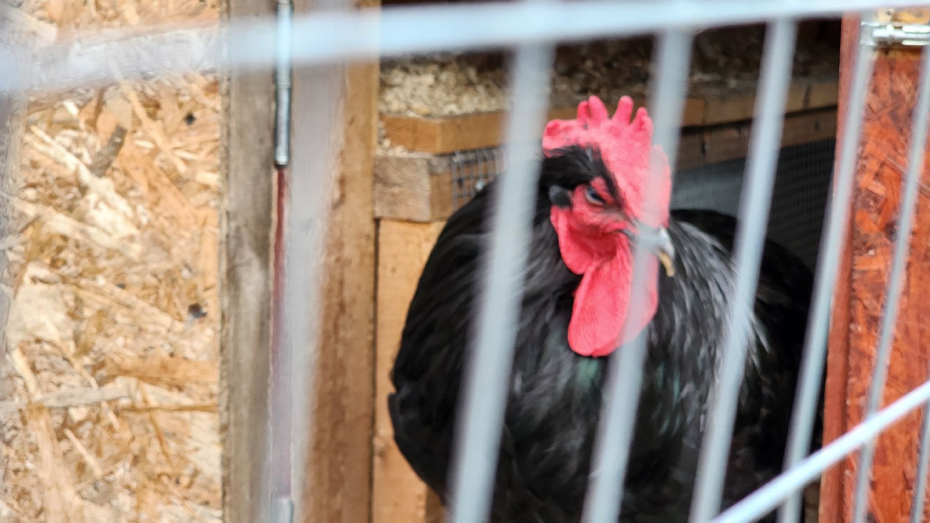 Зарайск,  Туризм, Собачья упряжка,Зооцентр Святополе,