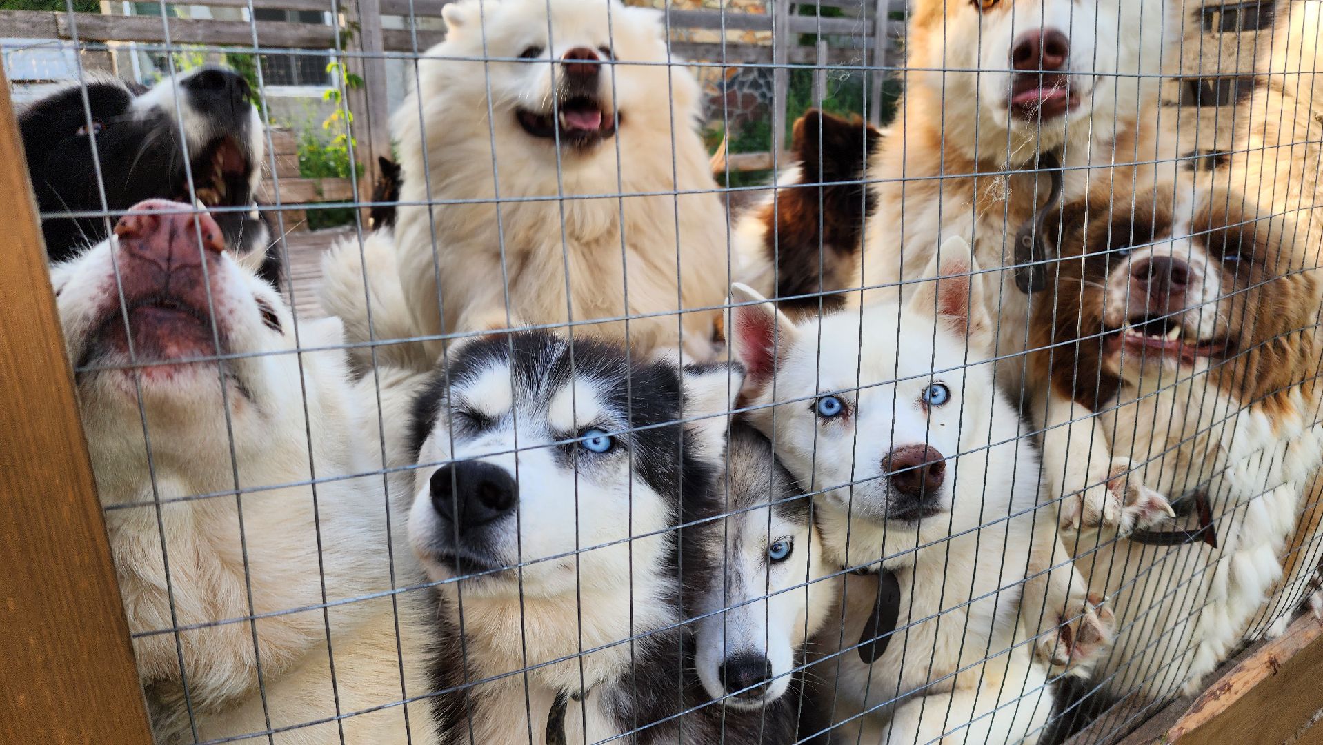 Зарайск,  Туризм, Собачья упряжка,Зооцентр Святополе,