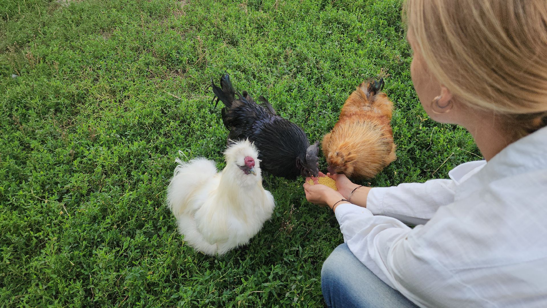 Зарайск,  Туризм, Собачья упряжка,Зооцентр Святополе,