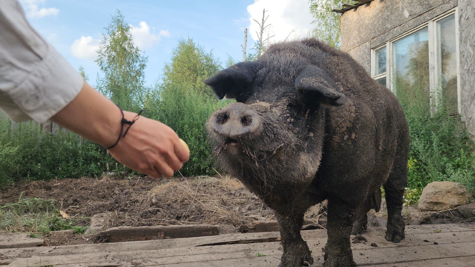 Зарайск,  Туризм, Собачья упряжка,Зооцентр Святополе,