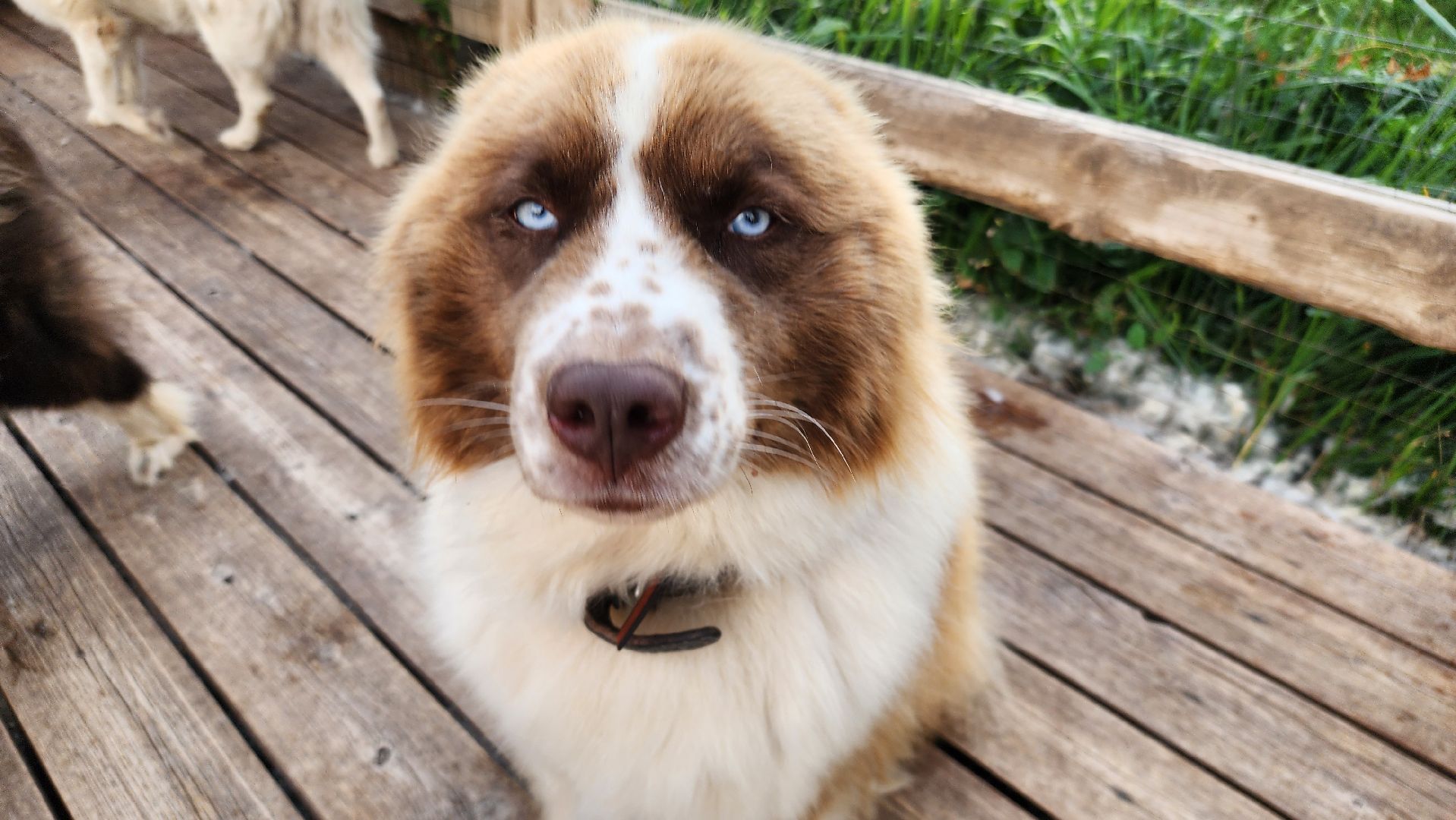 Зарайск,  Туризм, Собачья упряжка,Зооцентр Святополе,