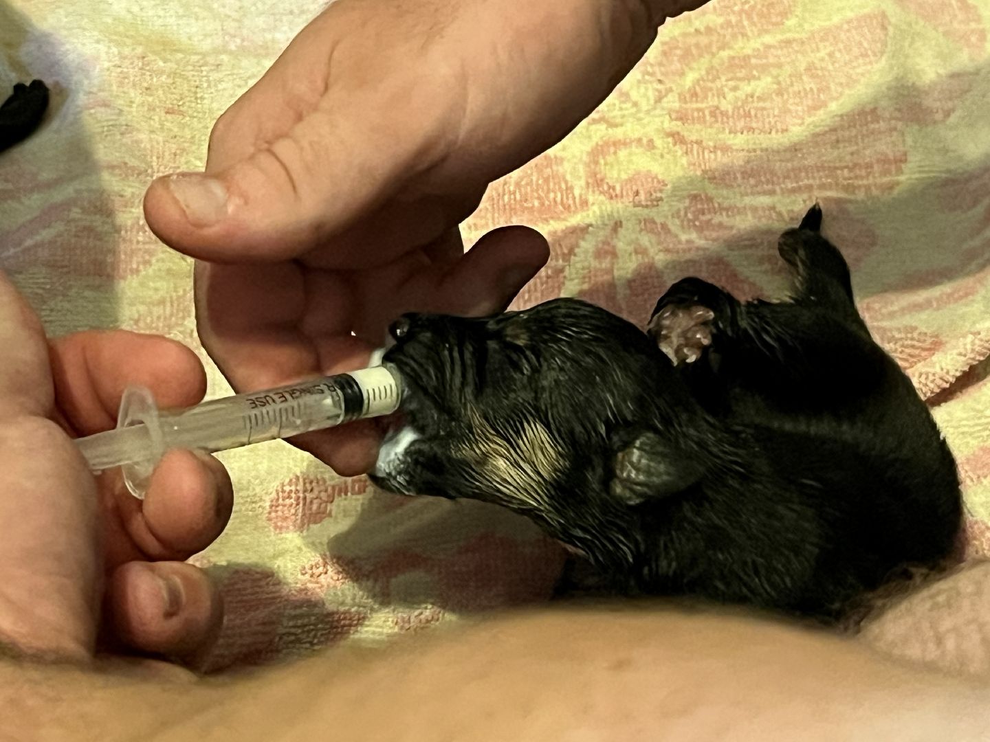 наро-фоминск, бездомные животные, собаки в добрые руки, ветеран сво, новый дом для животных, доброе дело,