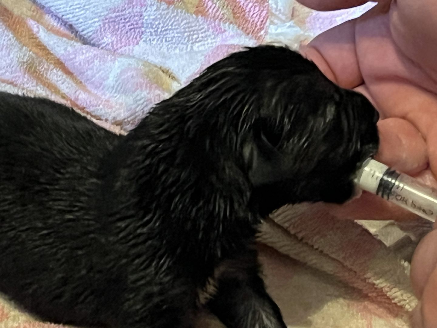 наро-фоминск, бездомные животные, собаки в добрые руки, ветеран сво, новый дом для животных, доброе дело,