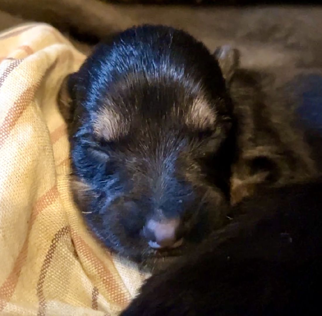 наро-фоминск, бездомные животные, собаки в добрые руки, ветеран сво, новый дом для животных, доброе дело,