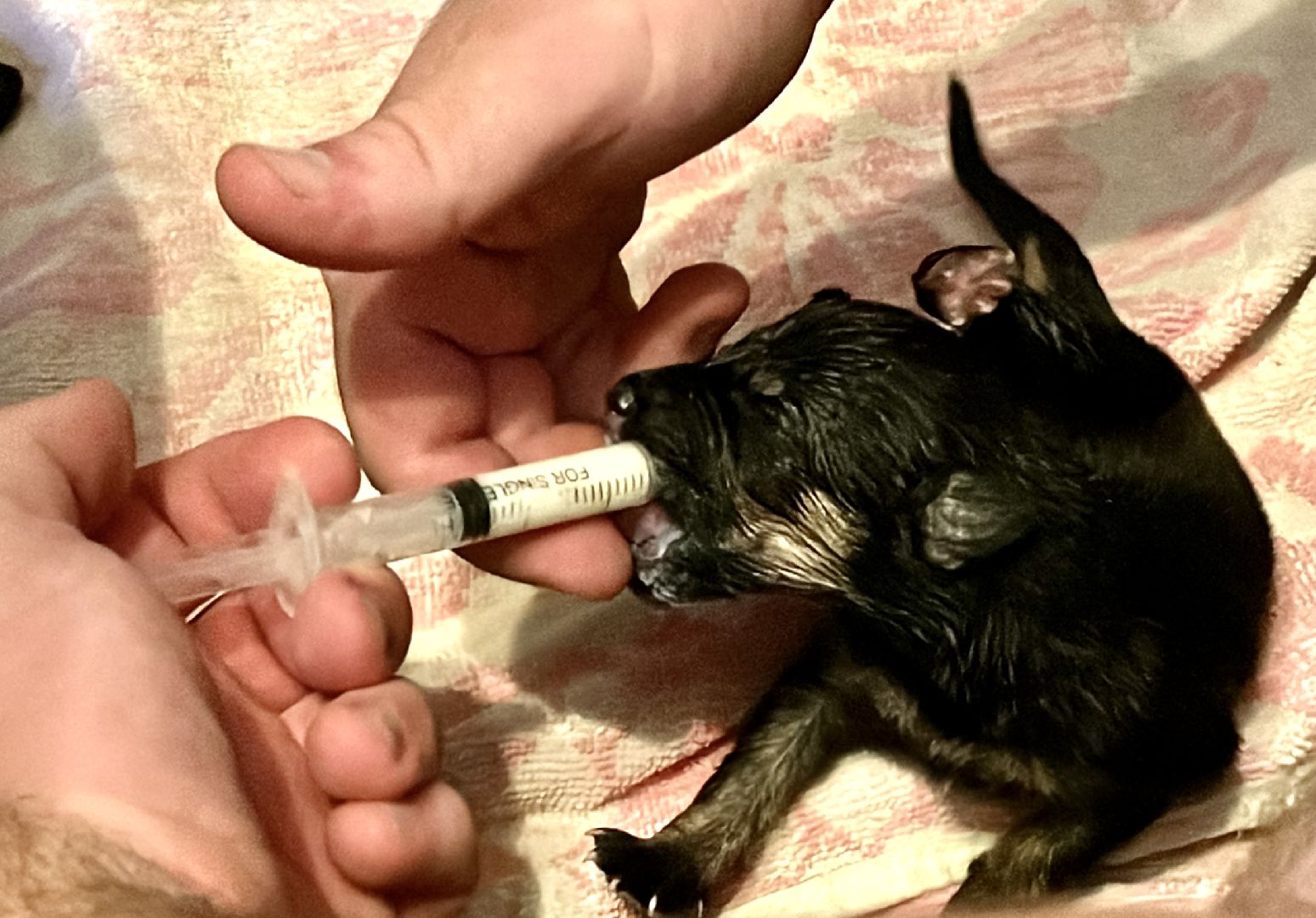 наро-фоминск, бездомные животные, собаки в добрые руки, ветеран сво, новый дом для животных, доброе дело,