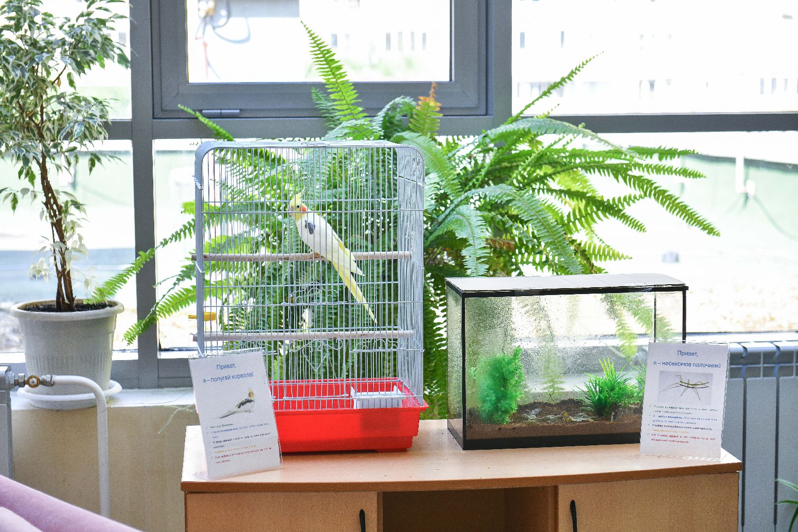 детсад, директор, конкурс, регион,