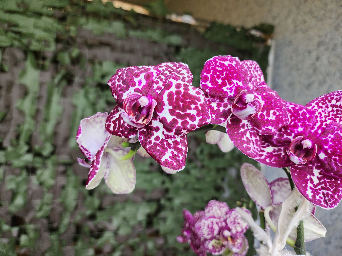 Егорьевск , Подмосковье , Московская область ,