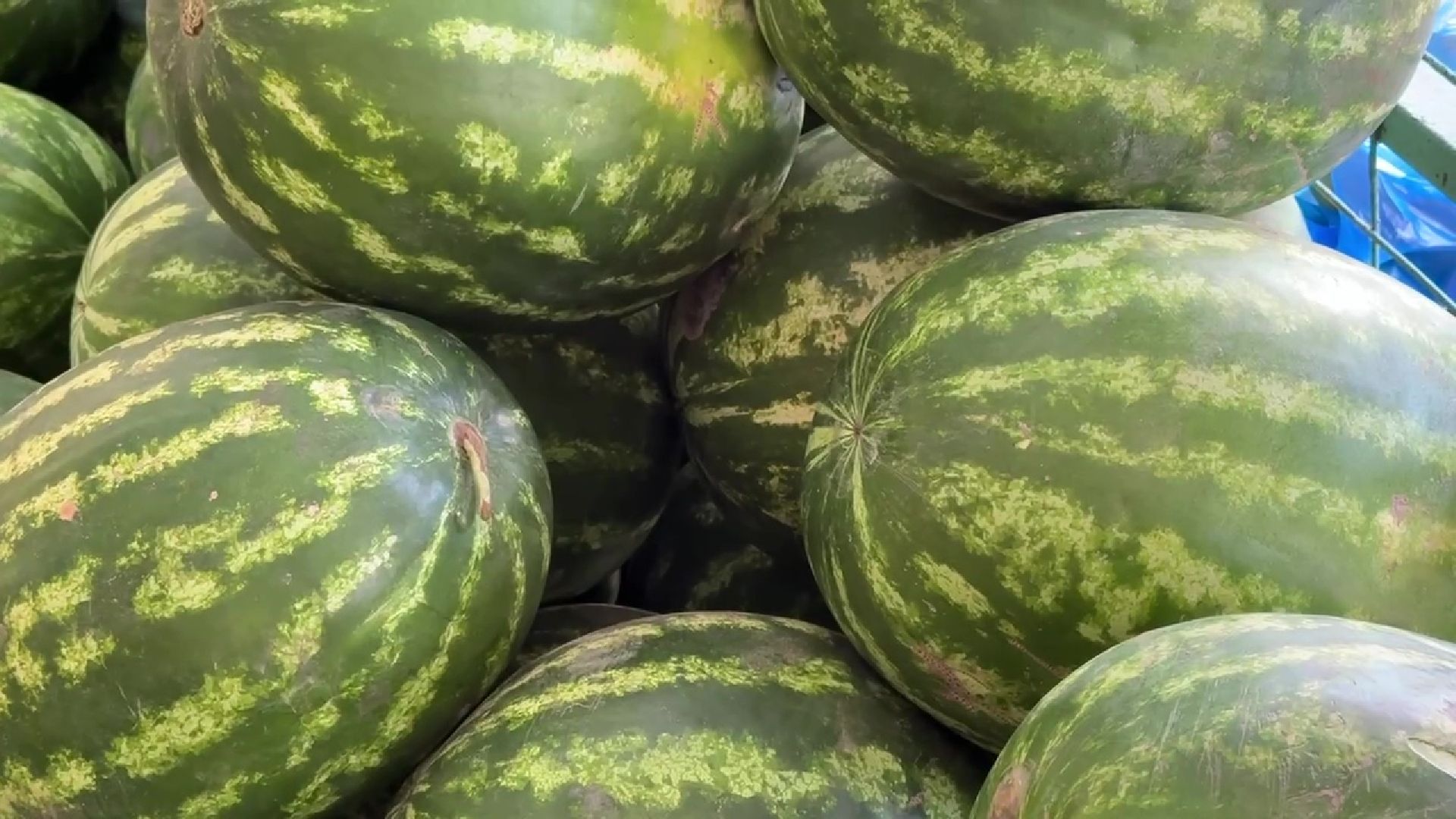 Реутов, бахчевой сезон, арбузы, дыни, продажи,