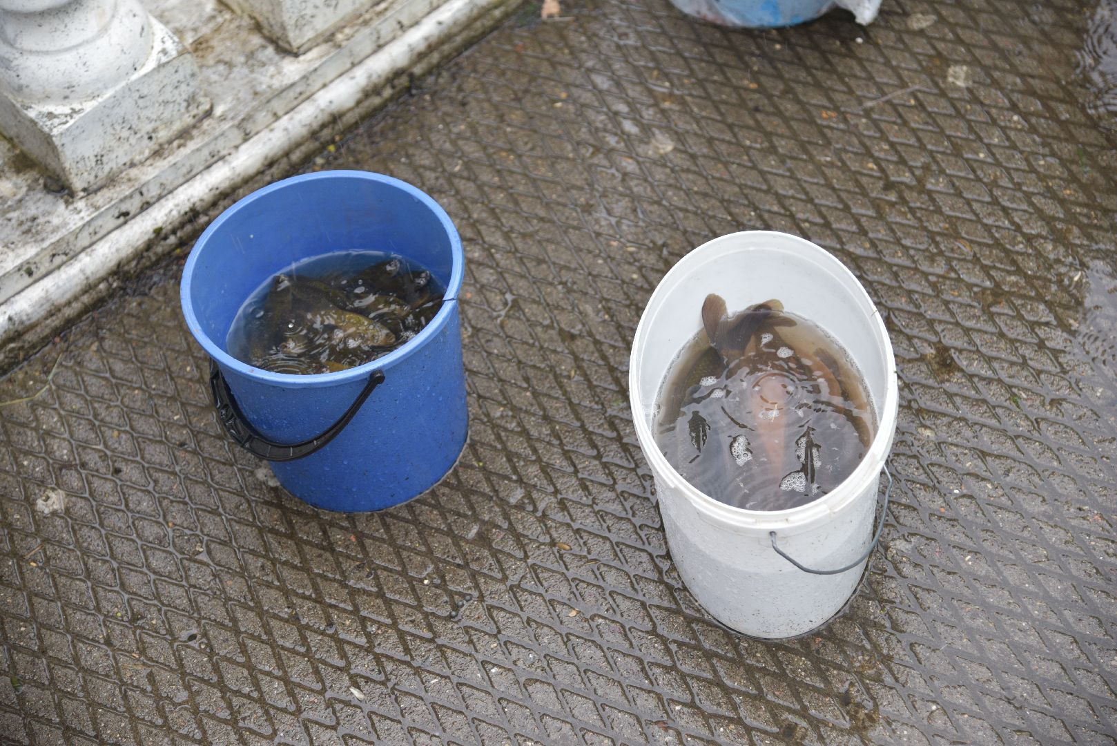 лотошино, лотошинский парк, рыбалка, парки подмосковья,