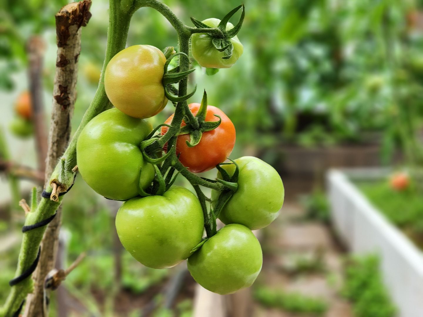 садоводство, сбор урожая, хранение урожая, старая купавна, богородский городской округ,