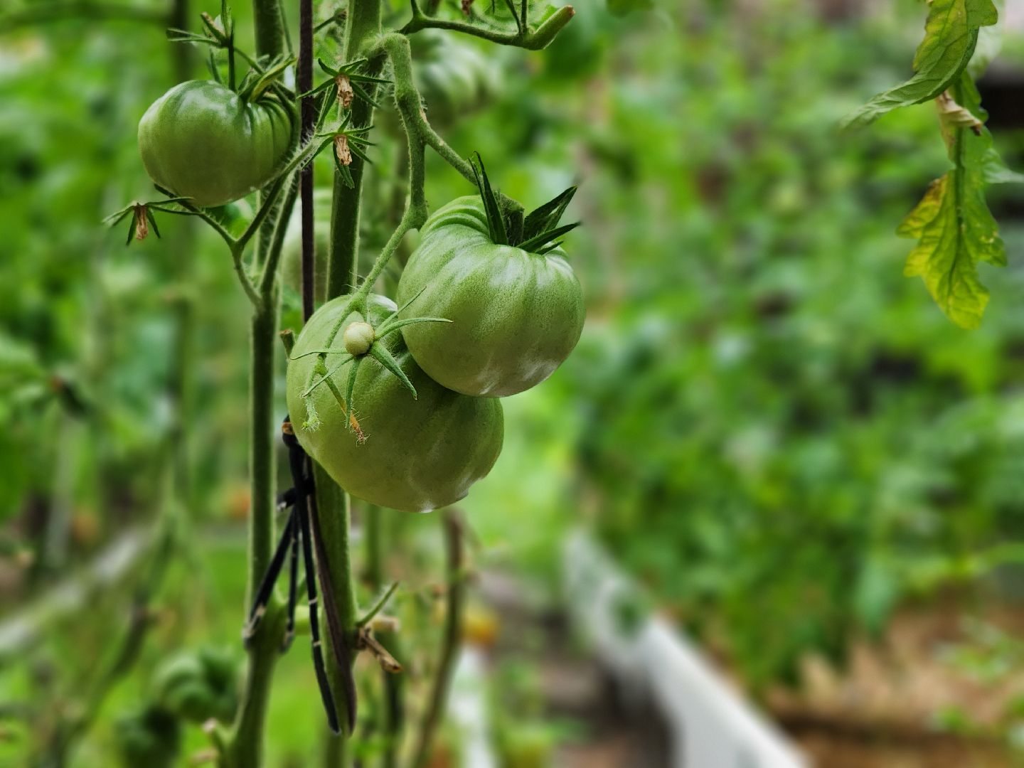 садоводство, сбор урожая, хранение урожая, старая купавна, богородский городской округ,