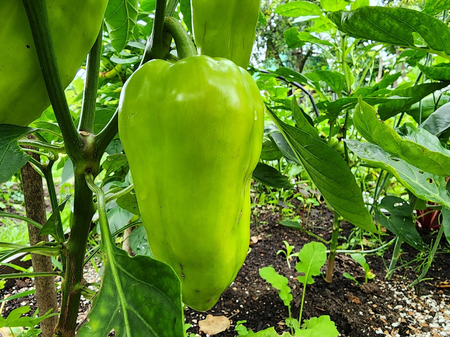 садоводство, сбор урожая, хранение урожая, старая купавна, богородский городской округ,