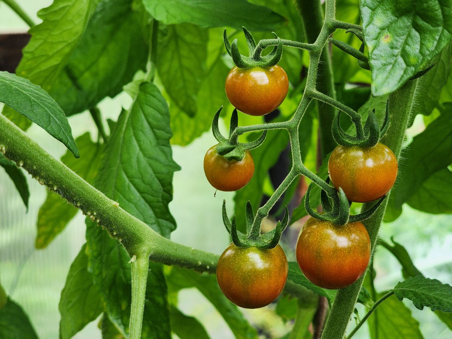 садоводство, сбор урожая, хранение урожая, старая купавна, богородский городской округ,