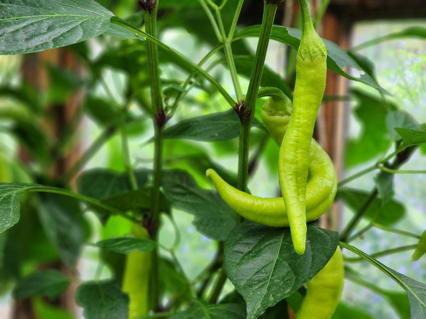 садоводство, сбор урожая, хранение урожая, старая купавна, богородский городской округ,