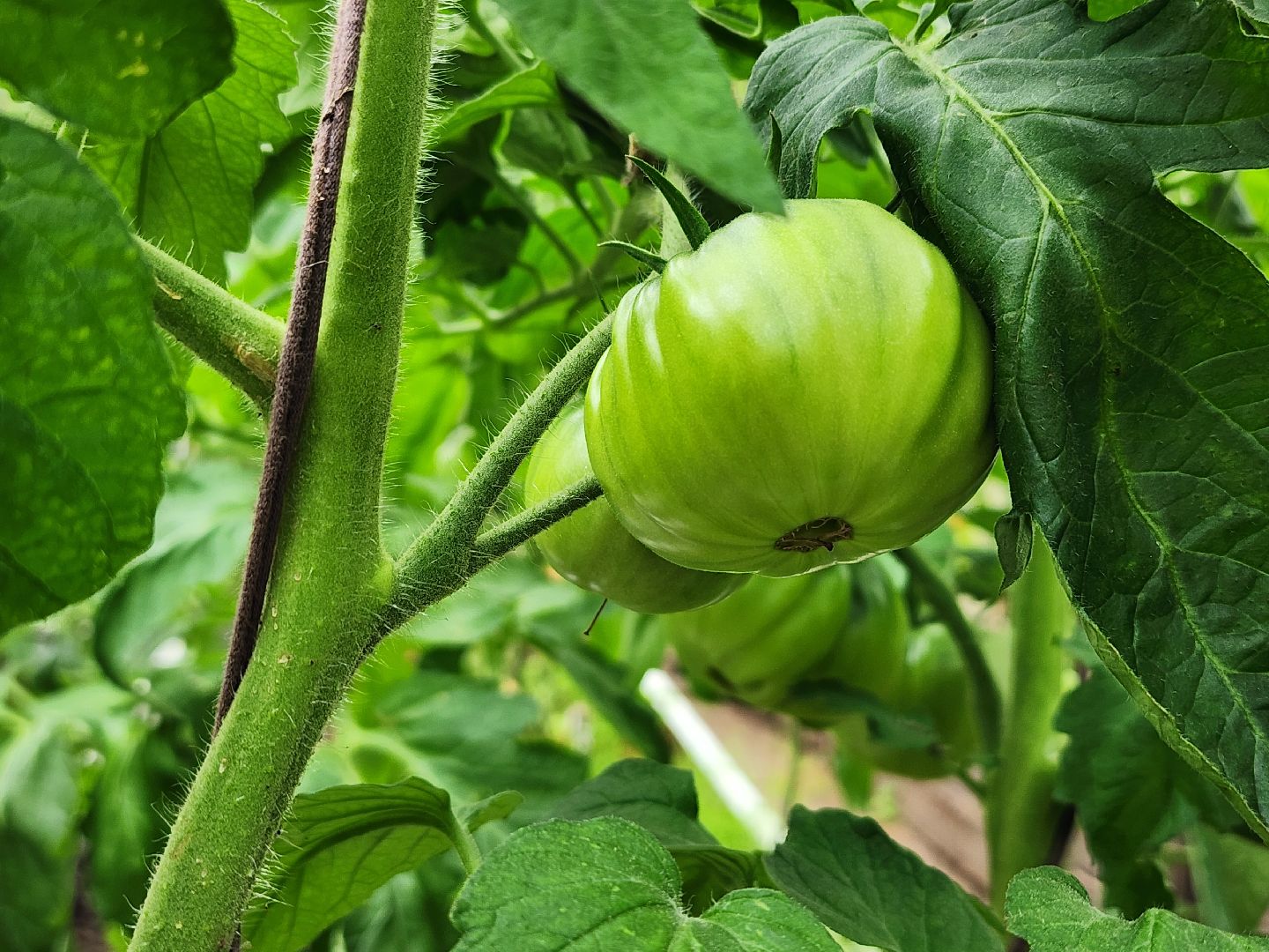 садоводство, сбор урожая, хранение урожая, старая купавна, богородский городской округ,
