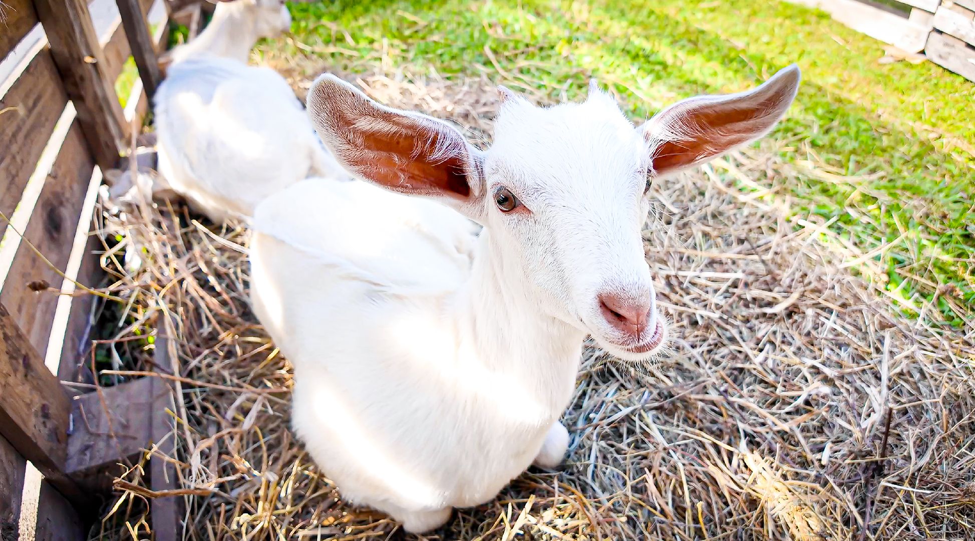 клин, общество, туризм, спорт, фестивали, подмосковье,