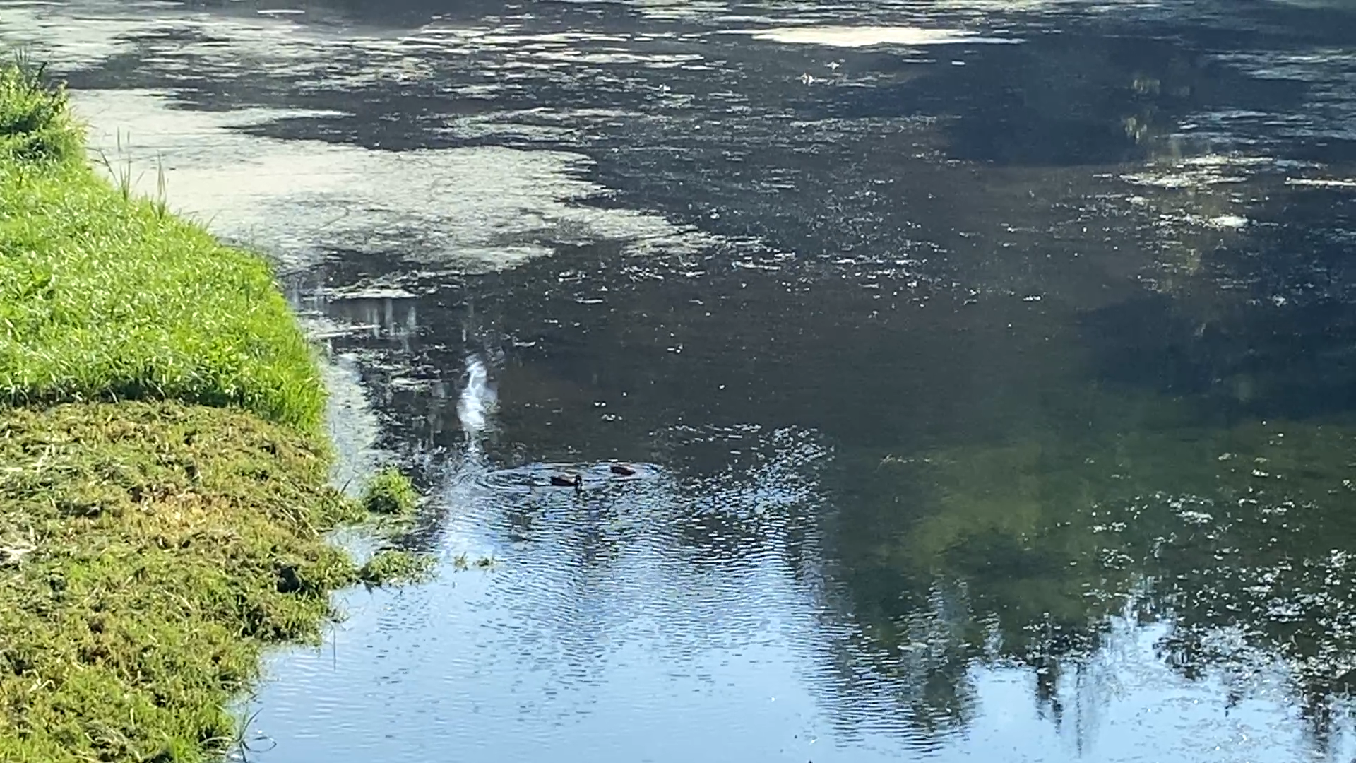 русло реки Закза, власиха озеро, верхнее озеро власиха, очистка озера власиха, коммунальная служба власиха,