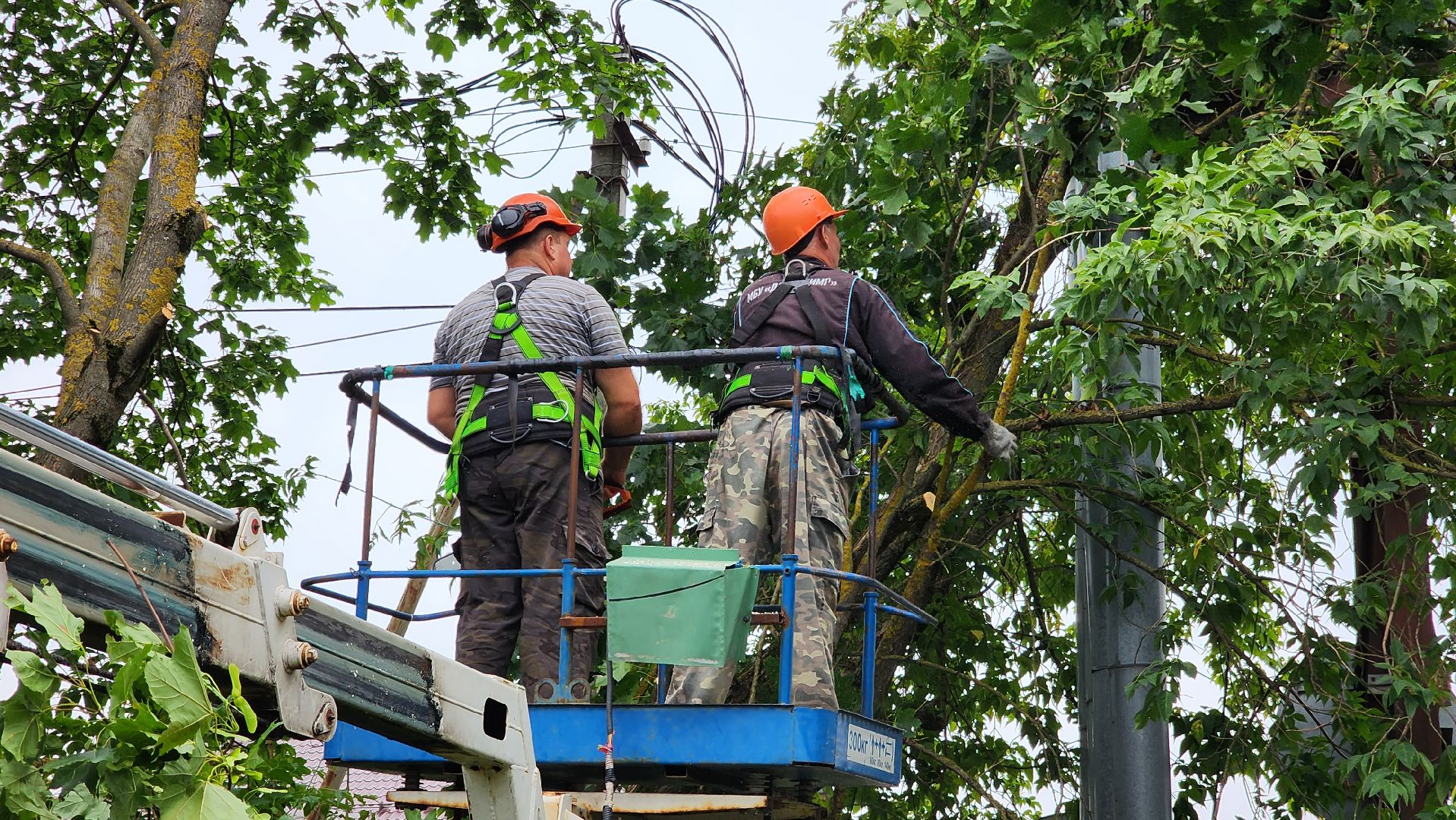истра, благоустройство, аварийные деревья,