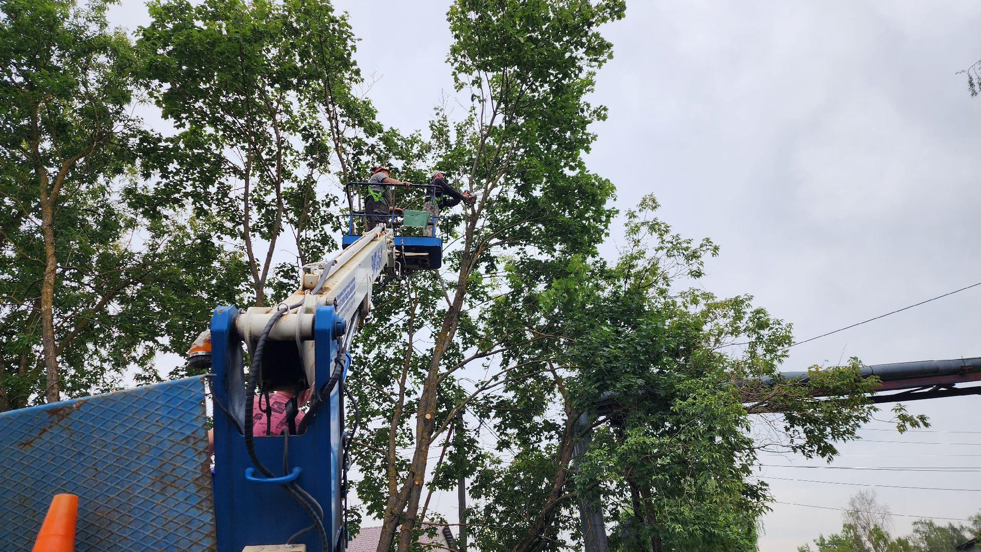 истра, благоустройство, аварийные деревья,