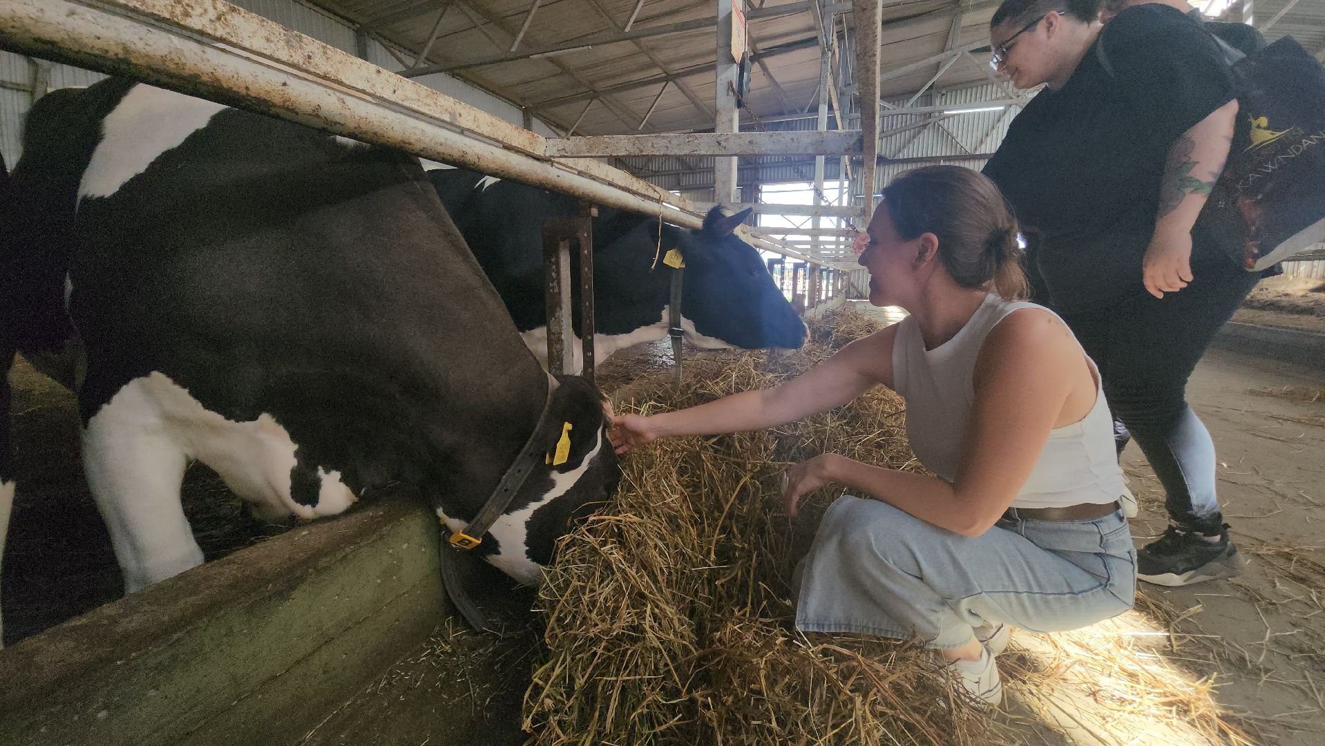 Истра, Сыр, Сырный фестиваль, Сельское хозяйство ,