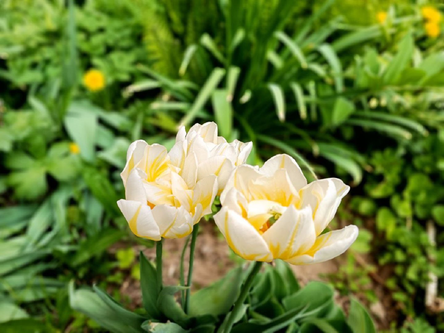 Можайск, Можайский городской округ, Подмосковье, День Победы, благоустройство, 9 мая, акции, салют, концерт, глава