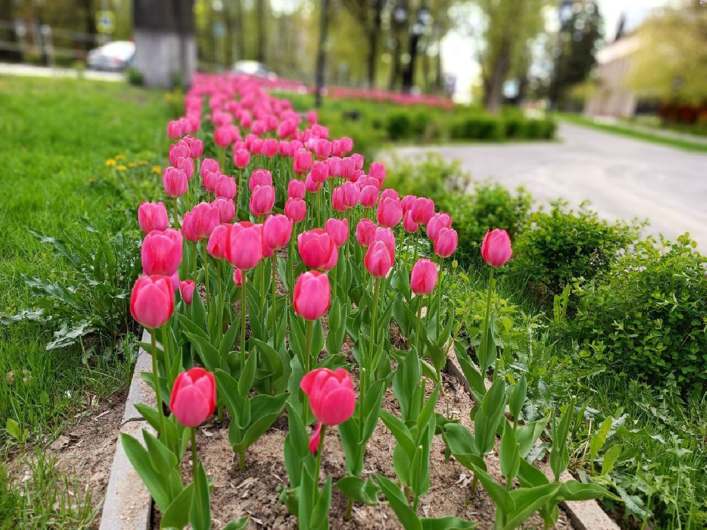 Можайск, Можайский городской округ, Подмосковье, День Победы, благоустройство, 9 мая, акции, салют, концерт, глава