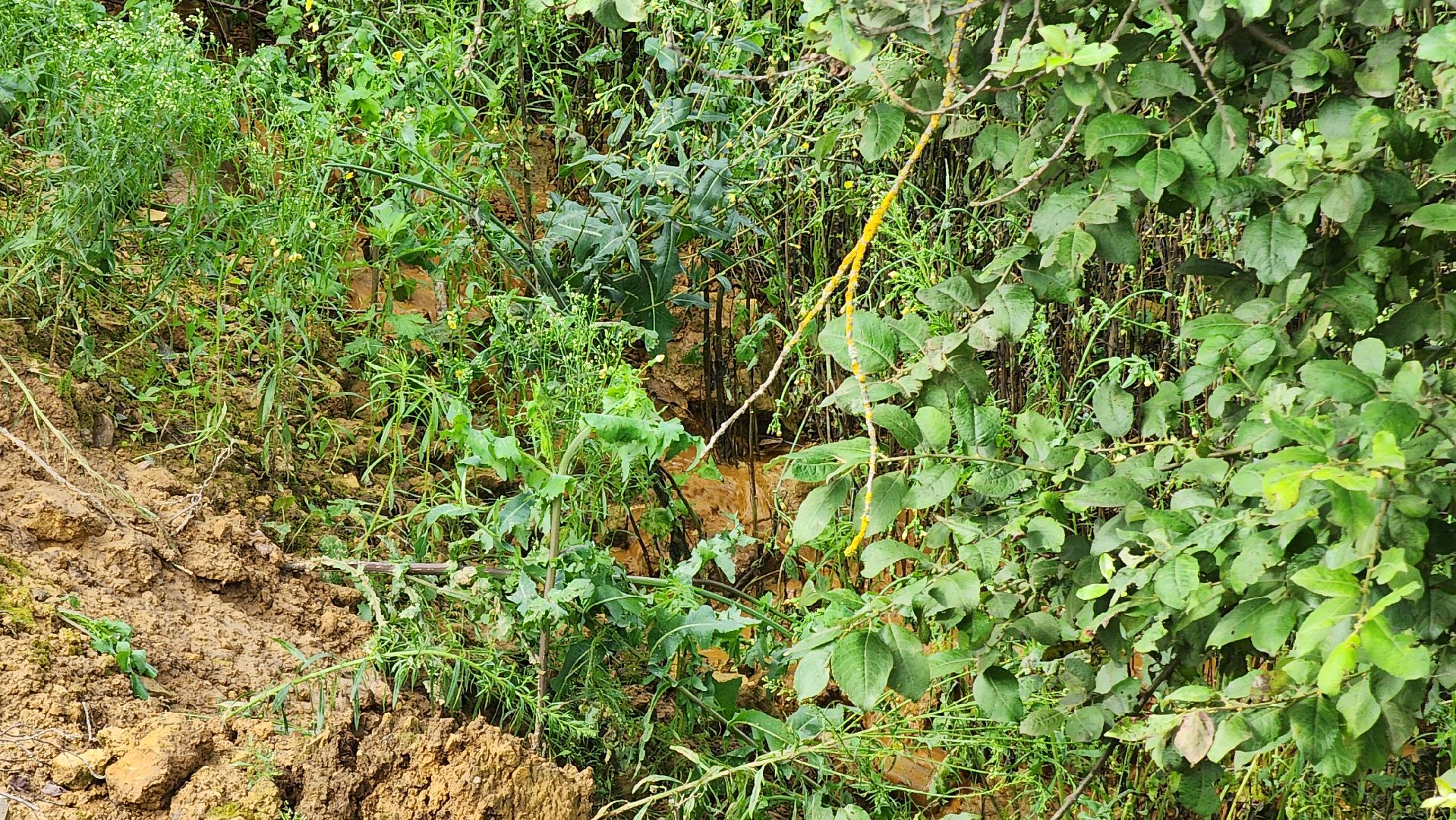 Руза, рузский хлебзавод, Поречье, Строительство моста, ликвидация пожара,