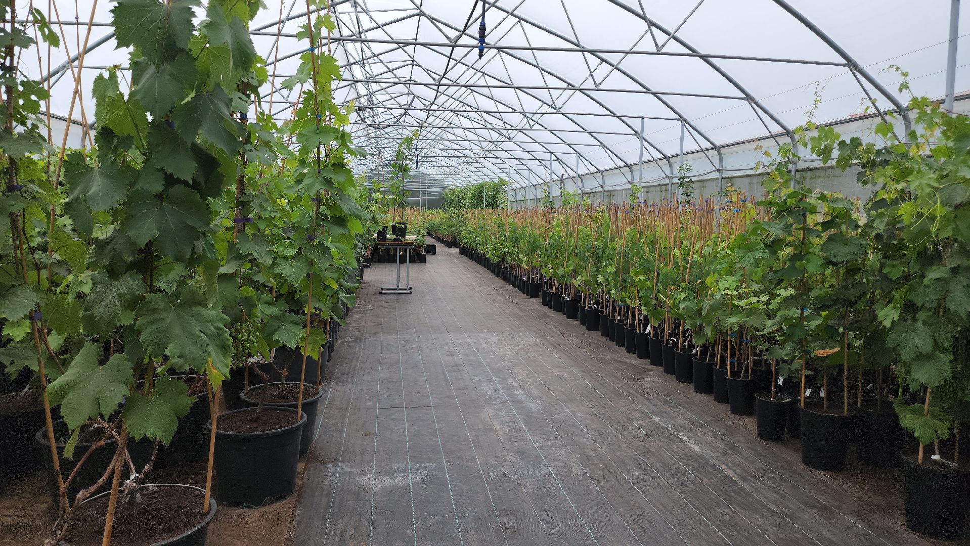 Егорьевск , Подмосковье , Московская область ,