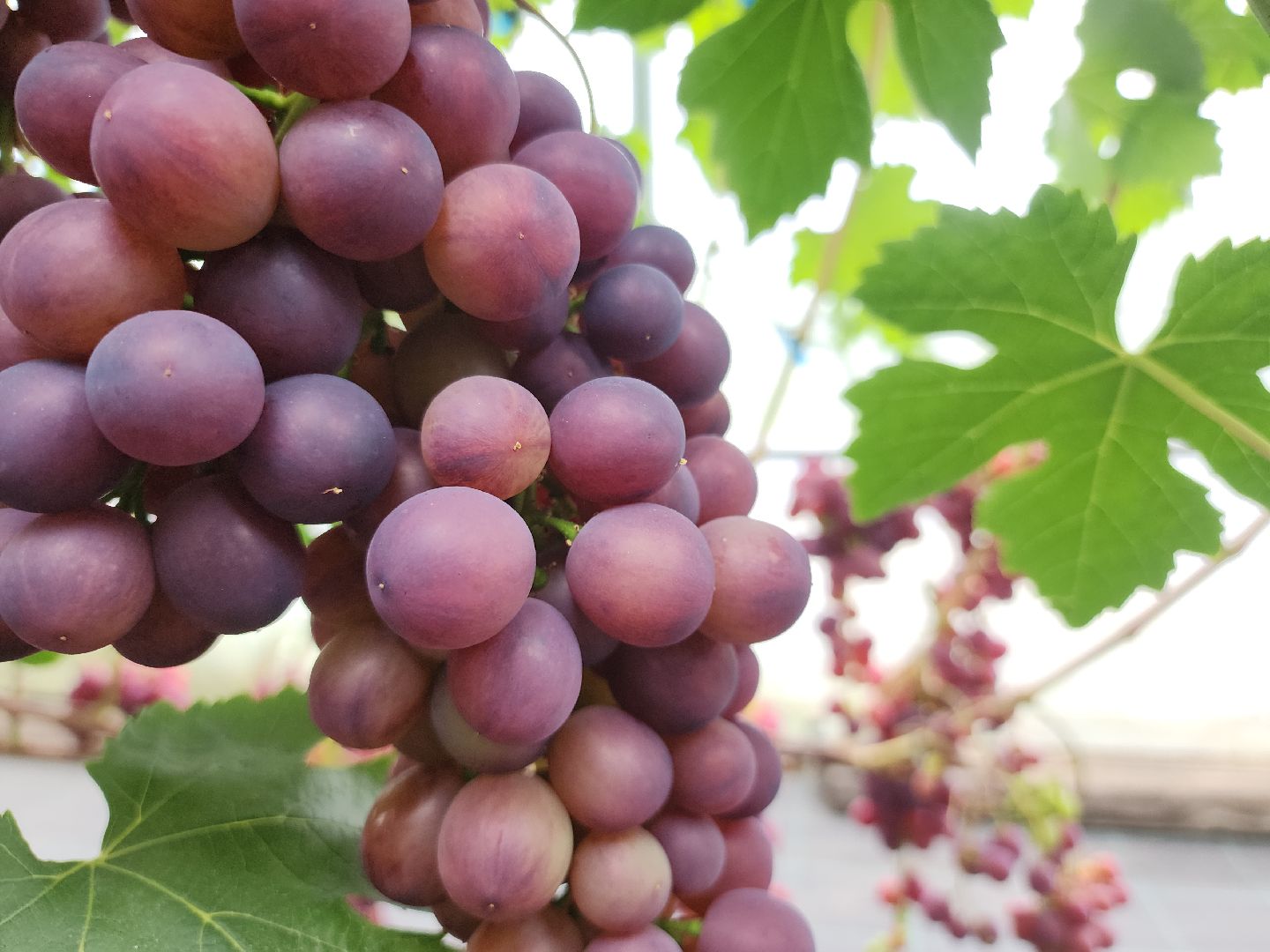 Егорьевск , Подмосковье , Московская область ,