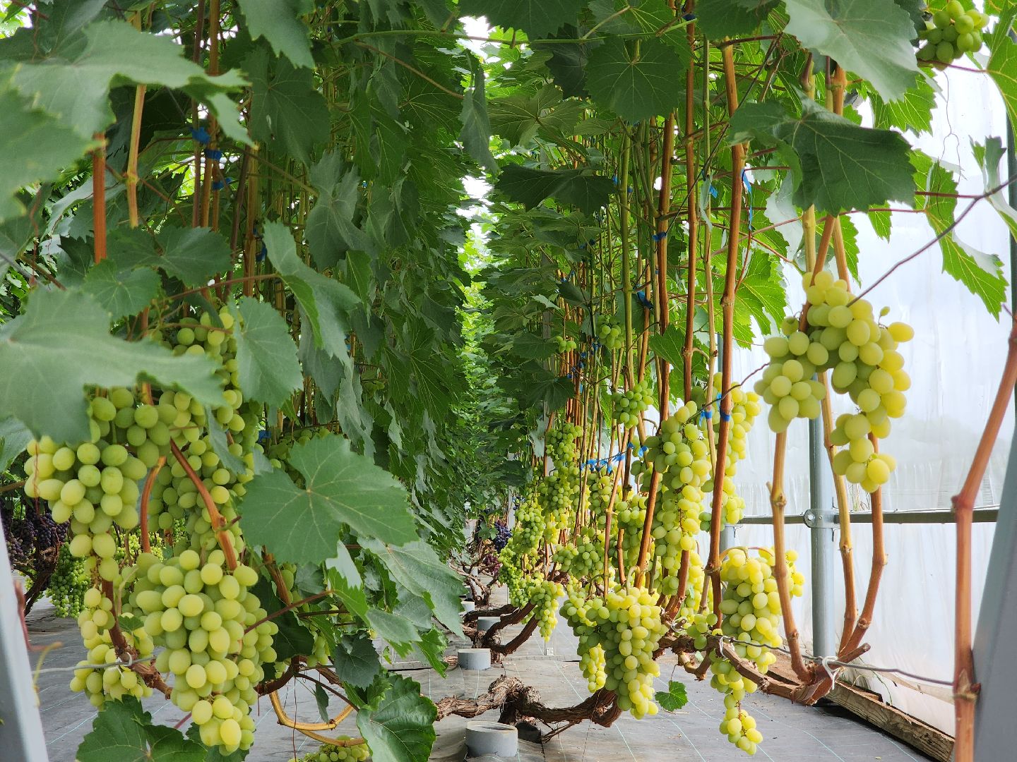 Егорьевск , Подмосковье , Московская область ,