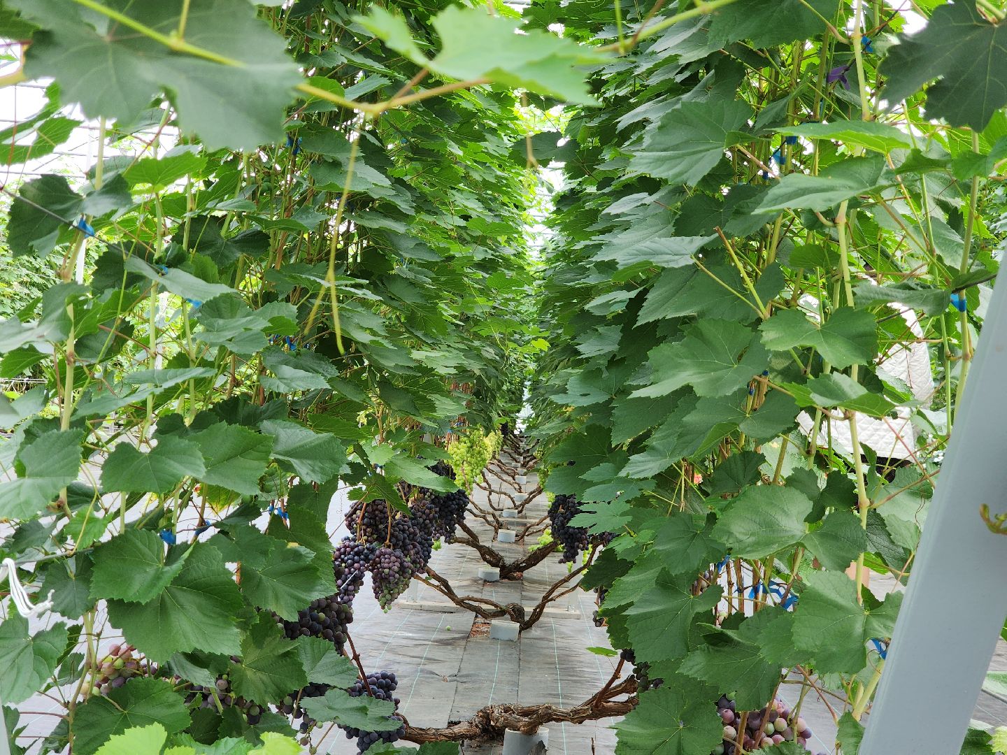 Егорьевск , Подмосковье , Московская область ,