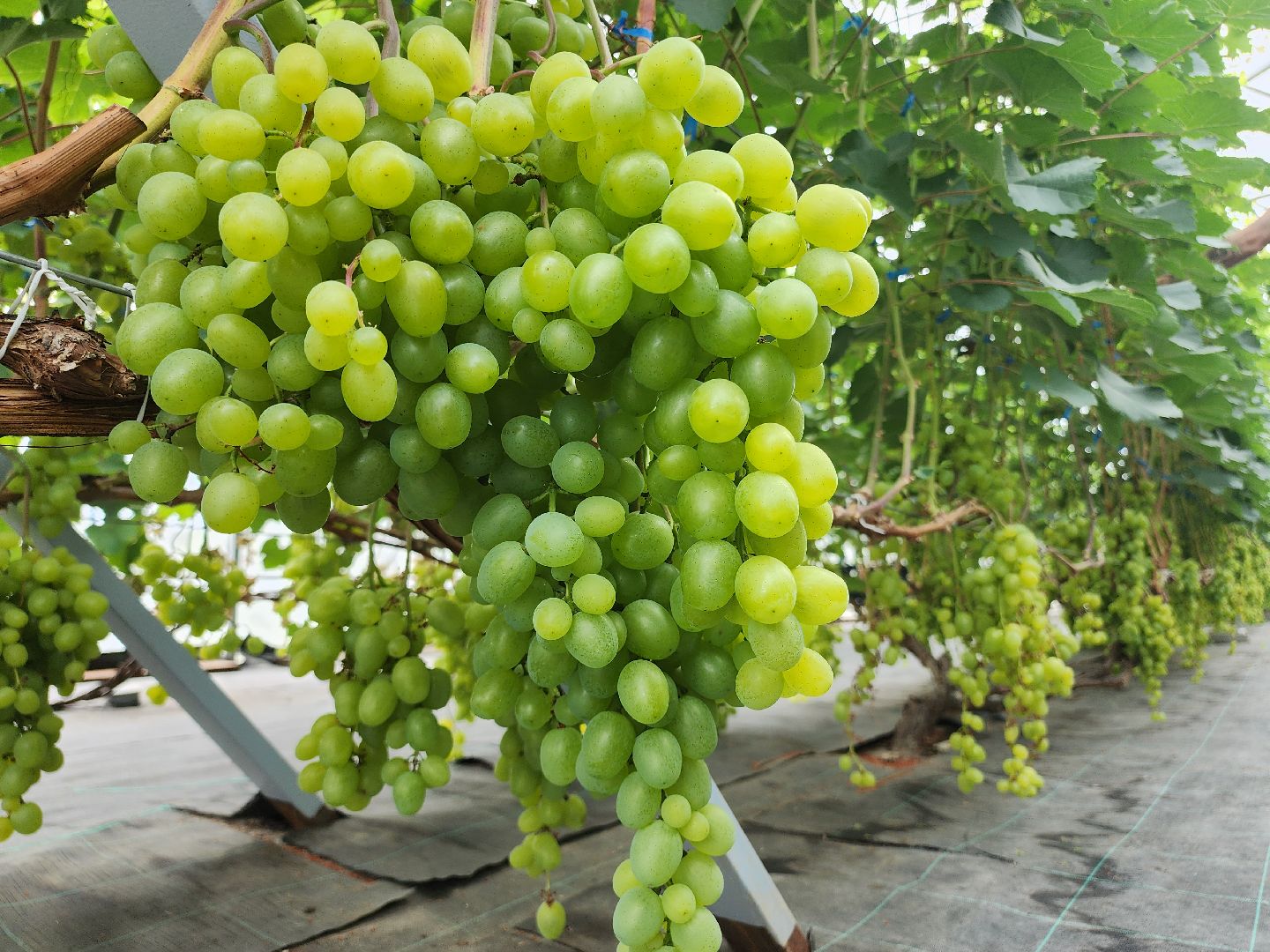 Егорьевск , Подмосковье , Московская область ,