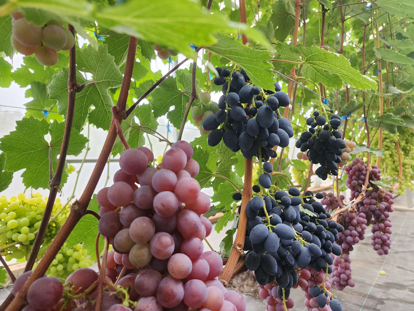 Егорьевск , Подмосковье , Московская область ,