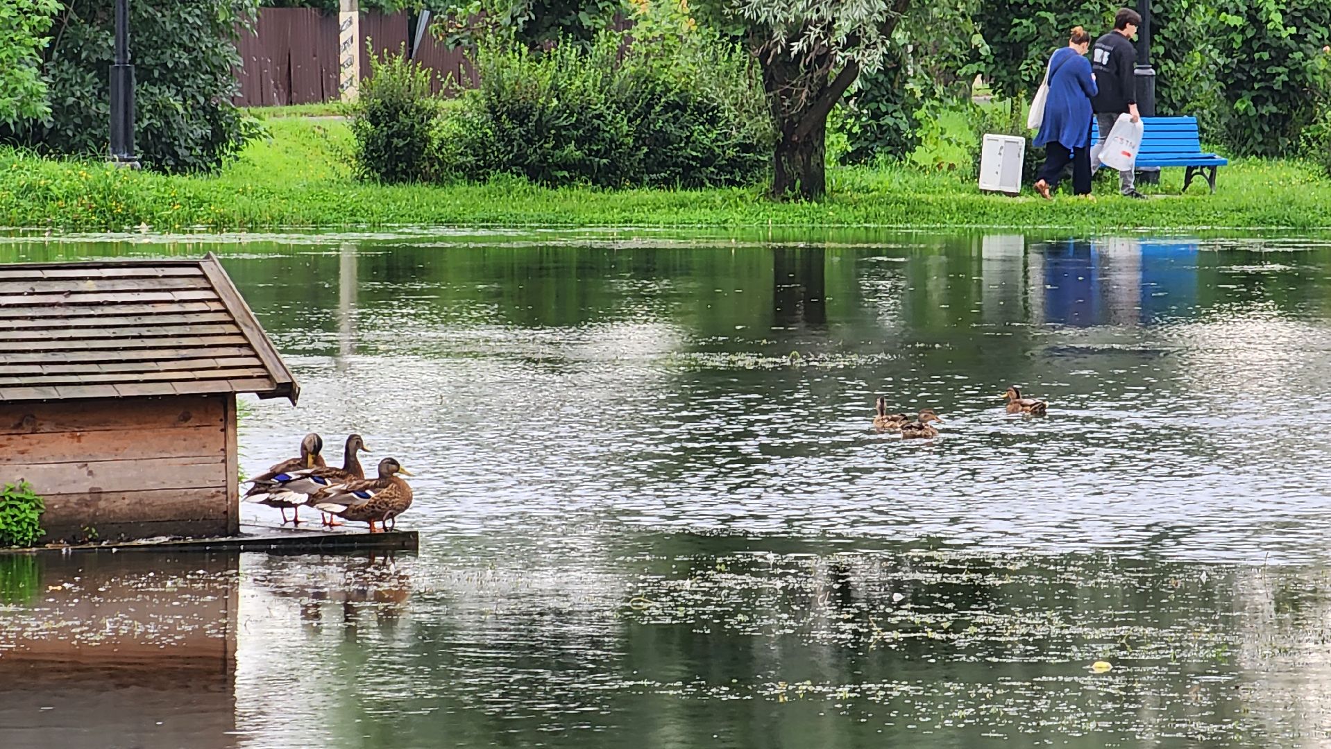 истра, ликвидация подтоплений, благоустройство,