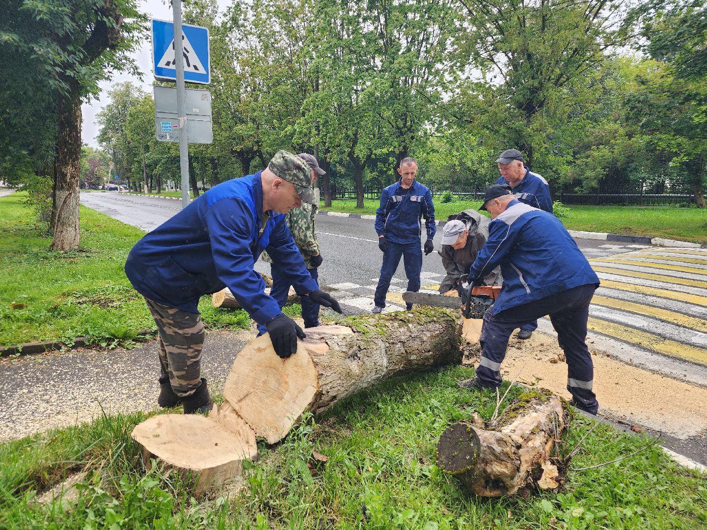 фрязино, удаление аварийных деревьев, сухостой,