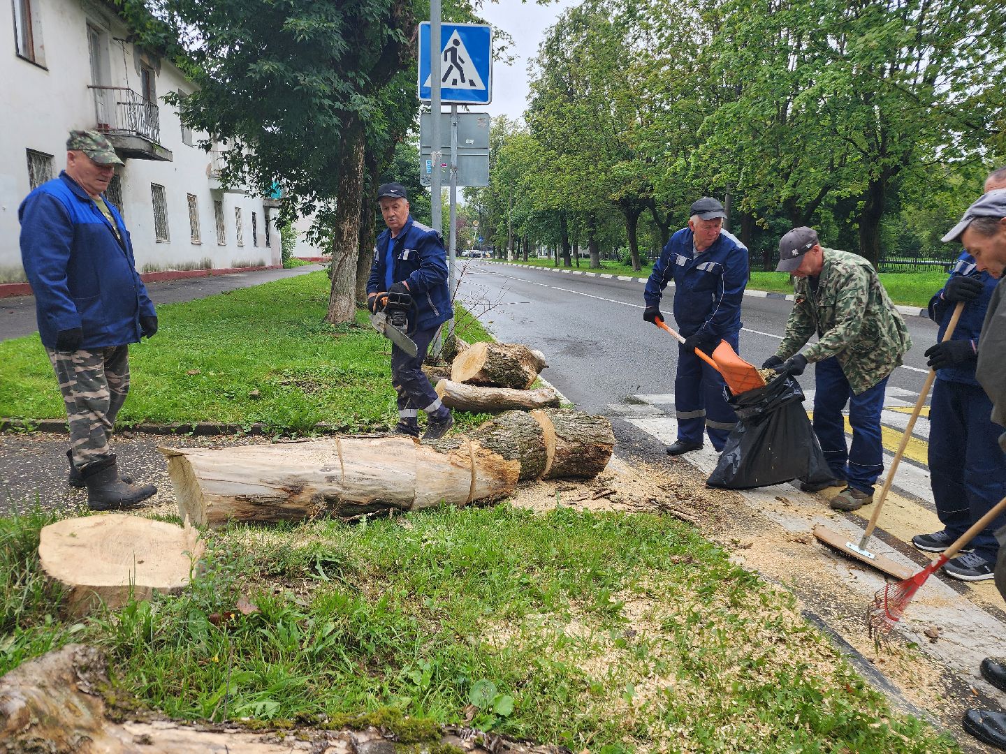фрязино, удаление аварийных деревьев, сухостой,