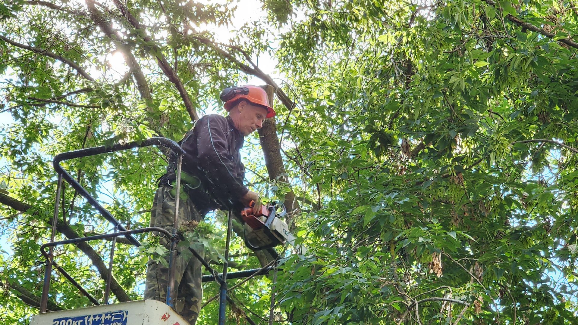 истра, благоустройство, обрезка веток,