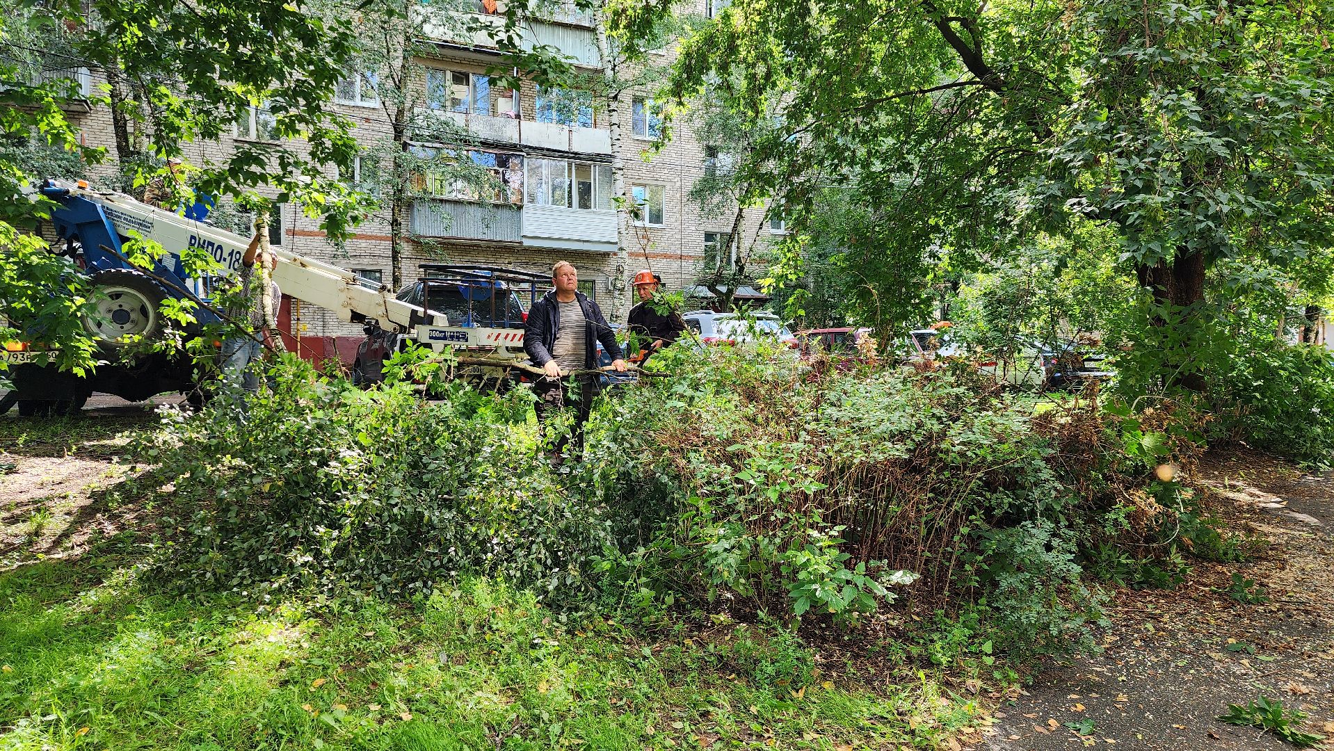 истра, благоустройство, обрезка веток,