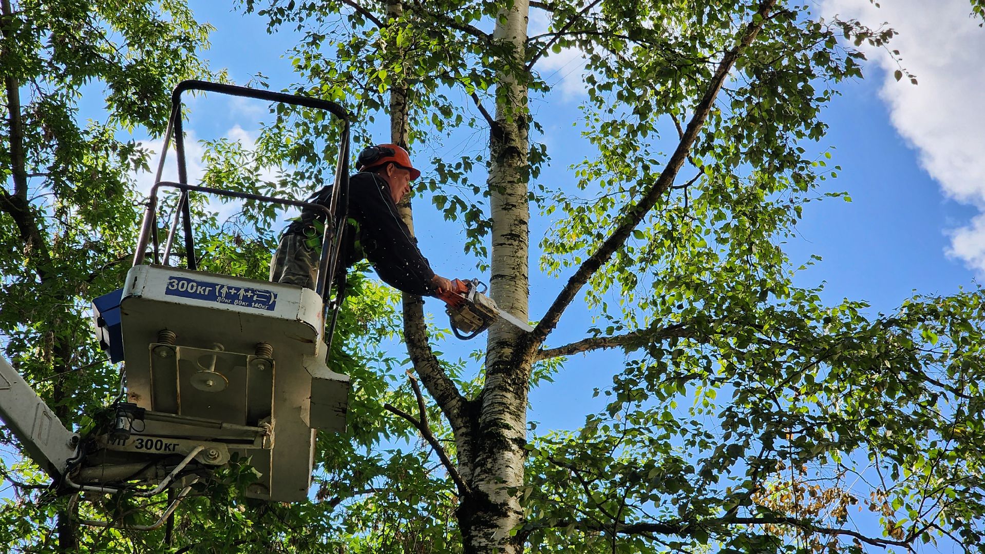 истра, благоустройство, обрезка веток,